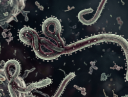 WHO Tetapkan Darurat Ebola, Kemenkes Perketat Pengawasan di Bandara dan Pelabuhan